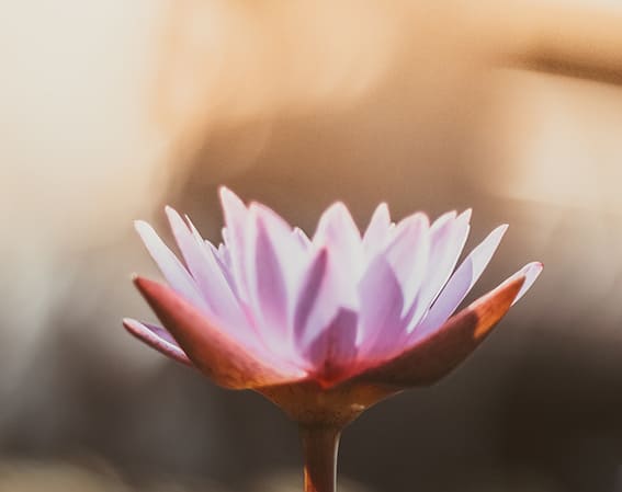 La Fleur De Lotus - A propos de Fanny Hudry - Educatrice spécialisée à Peillonnex